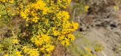 Xylothamia diffusa