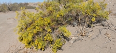 Xylothamia diffusa