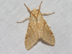Lophocampa mixta