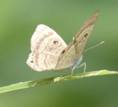 Mesosemia odice