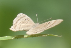Mesosemia odice