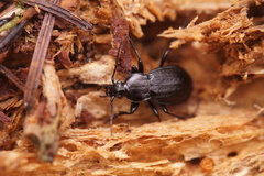 Carabus arvensis