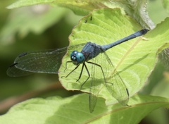 Micrathyria athenais