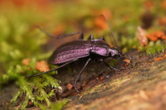 Carabus arvensis
