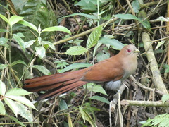 Piaya cayana