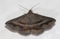 Lesmone griseipennis