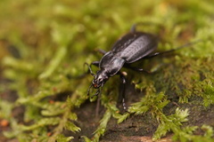 Carabus arvensis