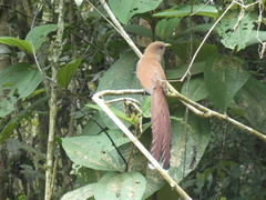 Piaya cayana