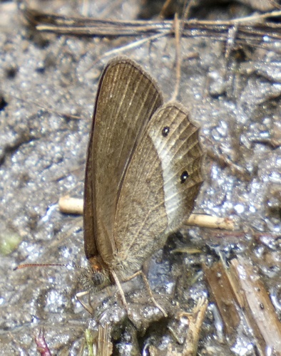 Forsterinaria pronophila