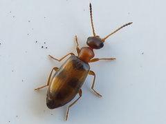 Microhoria vespertina