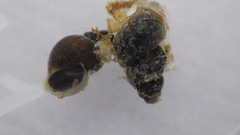 Fontigens nickliniana