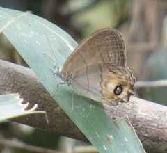 Splendeuptychia pagyris