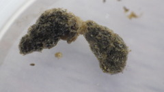 Fontigens nickliniana