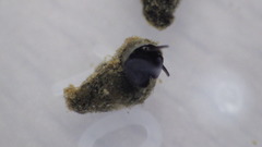 Fontigens nickliniana