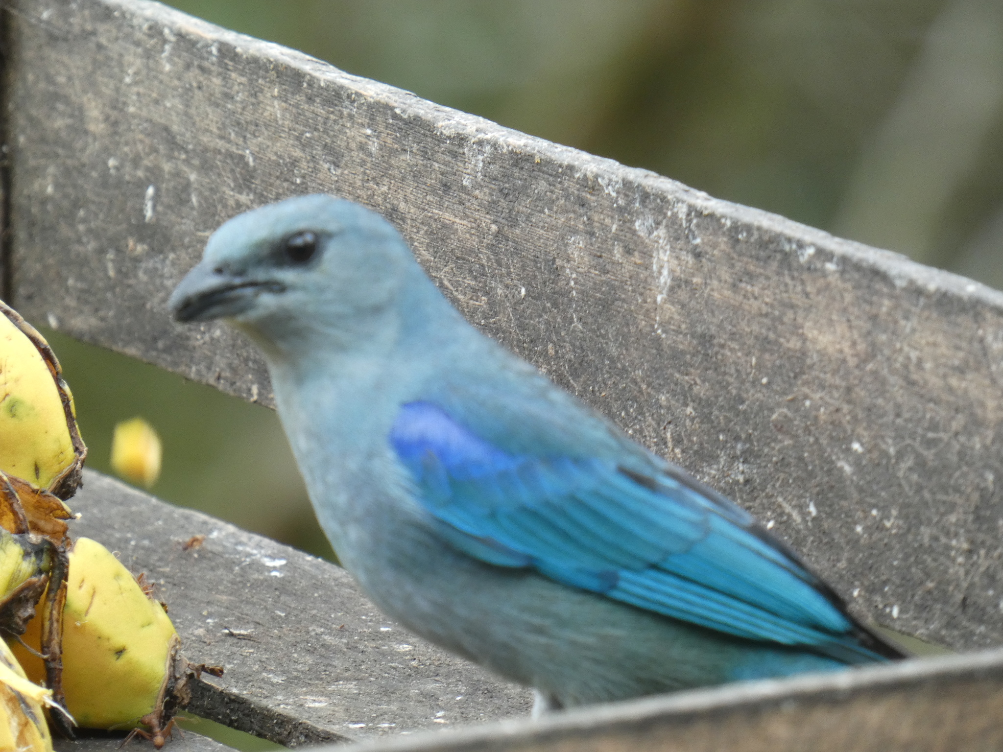 azure-shouldered tanager, sanhaço-de-encontro-azul, tangara à épaulettes bleues, tangara cianóptera