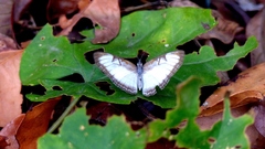 Mestra hersilia