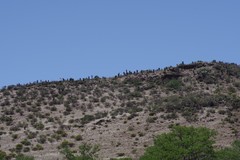 Aloe ferox
