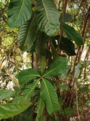 Condamineeae