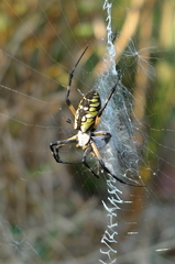 Argiope aurantia