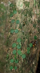 Peperomia circinnata