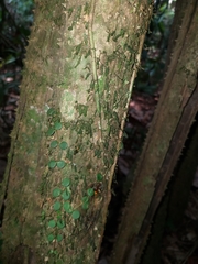 Peperomia circinnata