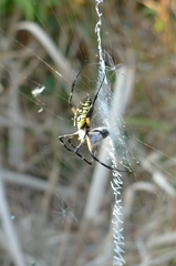 Argiope aurantia