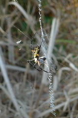 Argiope aurantia