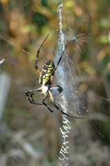 Argiope aurantia