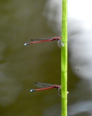 Oxyagrion simile