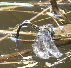 Rhionaeschna planaltica
