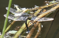 Rhionaeschna planaltica