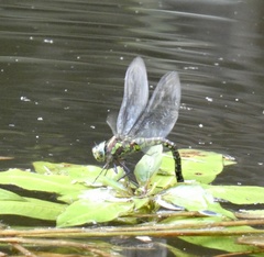 Rhionaeschna planaltica