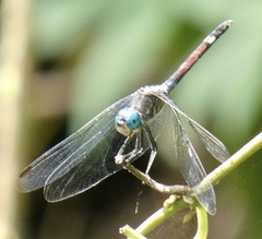 Micrathyria atra