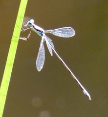 Lestes pictus
