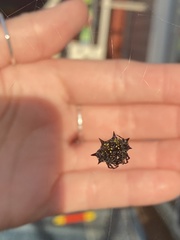 Gasteracantha cancriformis