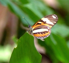 Heliconius ethilla