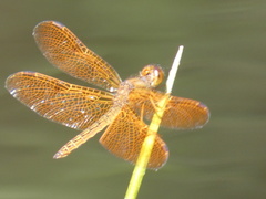 Perithemis icteroptera