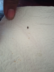 Litosomina