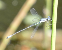 Lestes pictus