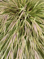Hakonechloa macra