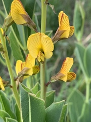 Argyrolobium robustum