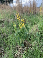 Argyrolobium robustum