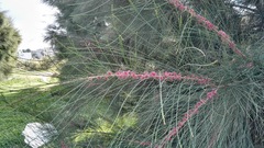 Casuarina