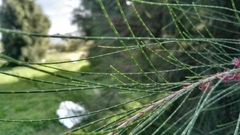 Casuarina