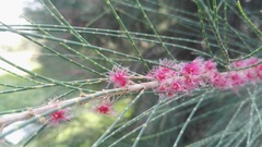 Casuarina