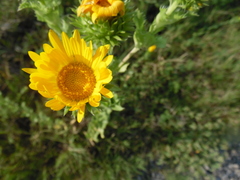 Grindelia ciliata