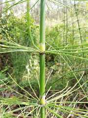 Equisetum myriochaetum