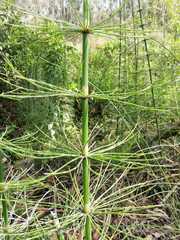 Equisetum myriochaetum