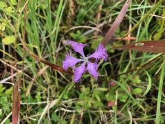 Dianthus longicalyx