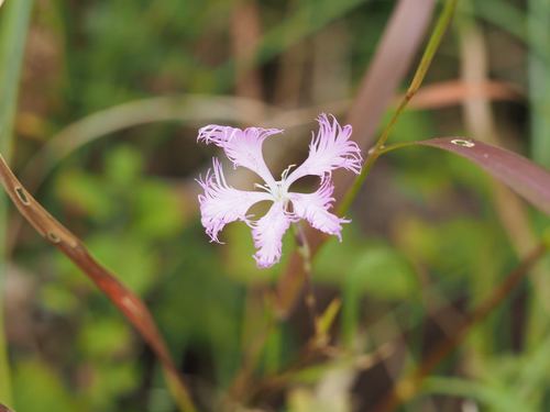 Image of Dianthus longicalyx by (c) Yoshimasa Uchiyama, some rights reserved (CC BY)